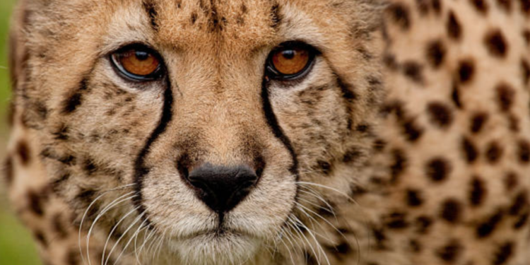 Quelle est la différence entre le guépard et la panthère ?