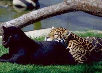 Quelle est la différence entre un jaguar et une panthère noire ?