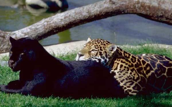 Quelle est la différence entre un jaguar et une panthère noire ?