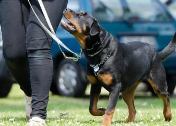 Pourquoi un chien change de comportement ?