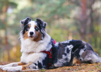 Comment savoir si mon chien a un problème neurologique ?