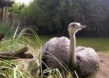 Quel est le plus gros oiseau de France ?