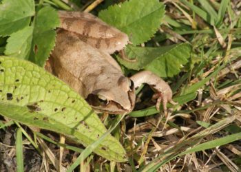 Comment nourrir une petite grenouille ?