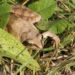 Comment nourrir une petite grenouille ?