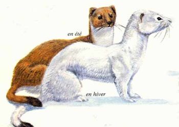 Comment voir une hermine ?