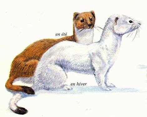 Comment voir une hermine ?