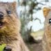 Pourquoi le quokka sourit ?