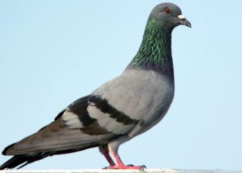 Est-ce que les tourterelles mangent des graines de tournesol ?