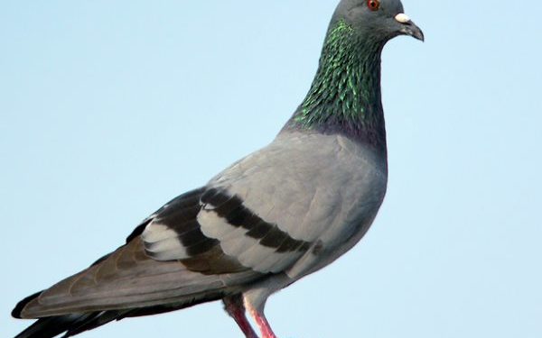 Est-ce que les tourterelles mangent des graines de tournesol ?