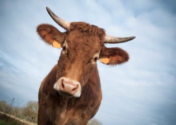Est-ce que l'on mange de la vache ?