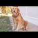 Comment calculer la respiration d'un chien ?