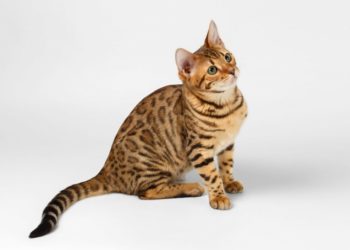 Quel croquette pour un Bengal ?