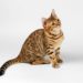 Quel croquette pour un Bengal ?