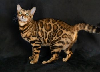 Comment élever un chat Bengal ?