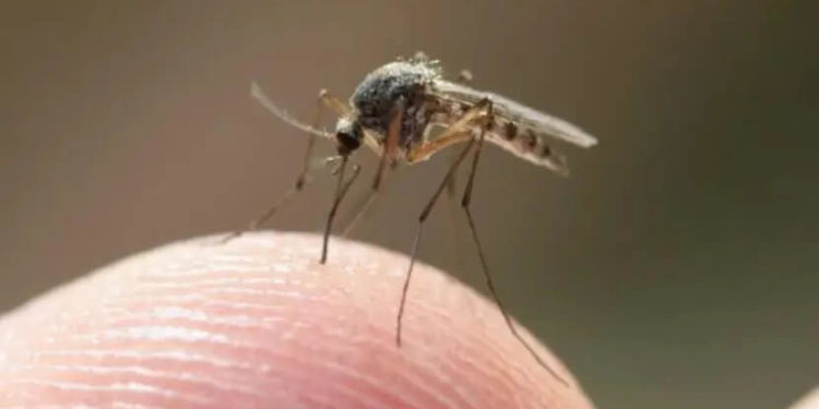 Quand un moustique pique il meurt ?