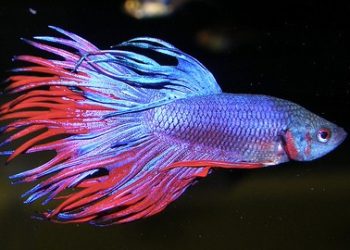 Comment les Betta se reproduise ?