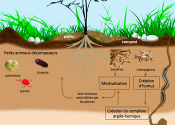 Comment fonctionne les vers de terre ?