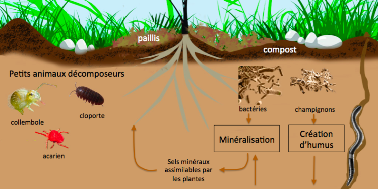 Comment fonctionne les vers de terre ?