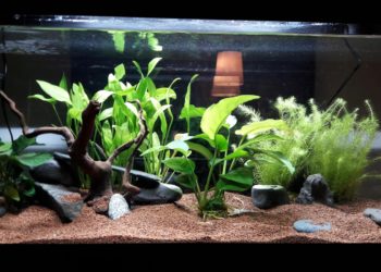 Quelle plante pour les crevettes ?