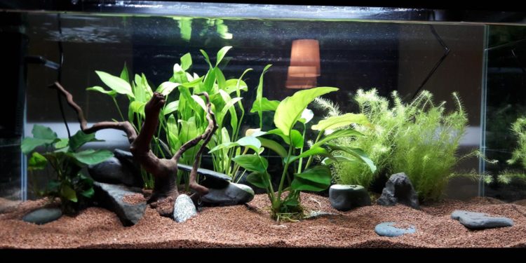 Quelle plante pour les crevettes ?