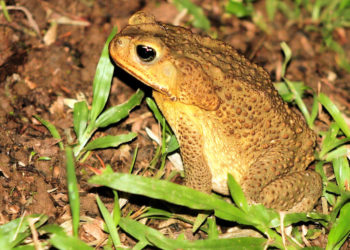 Est-ce qu'on peut toucher un crapaud ?