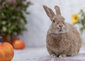 Quelle est la durée de vie d'un oiseau ?