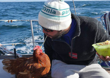 Est-ce qu'une poule pond toute sa vie ?