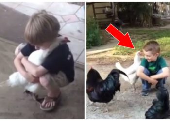 Comment reconnaître une poule en fin de vie ?