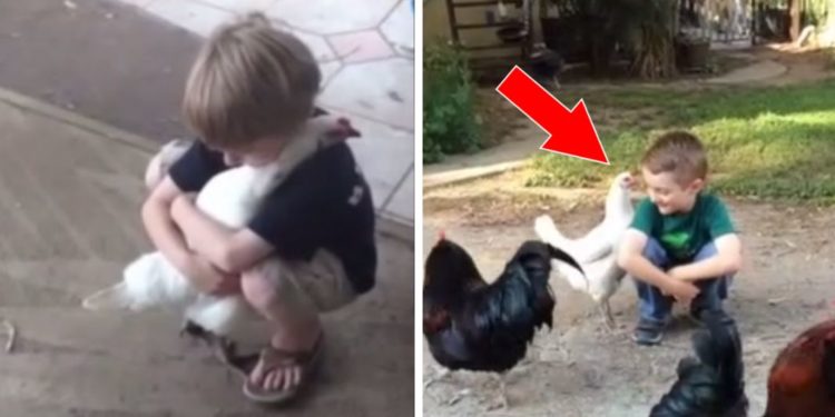 Comment reconnaître une poule en fin de vie ?