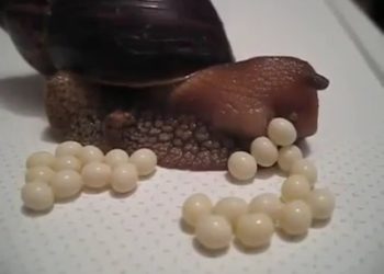 Est-ce que l'escargot pond des œufs ?