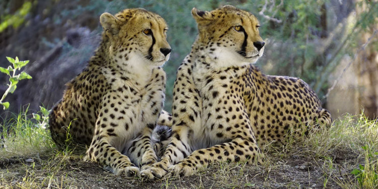 Qui fait partie de la famille des félins ?