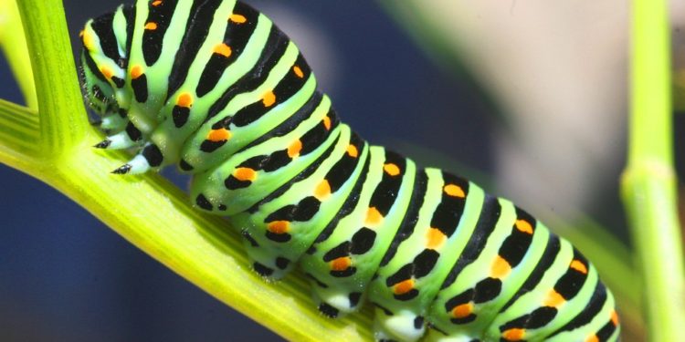 Est-ce que les chenilles ont des pattes ?
