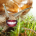 Est-ce que les escargots ont des dents ?