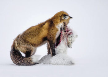 Pourquoi on dit que le renard est un animal rusé ?