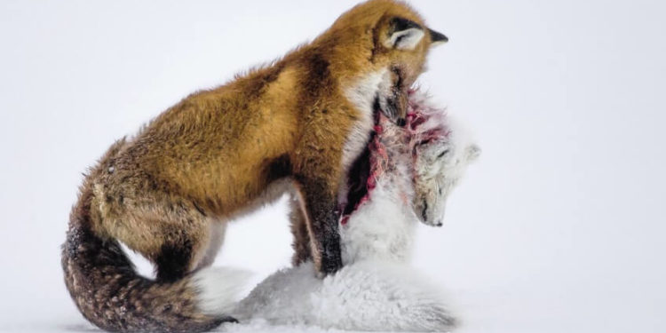 Pourquoi on dit que le renard est un animal rusé ?