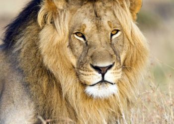 Quel animal est l'emblème de la Russie ?