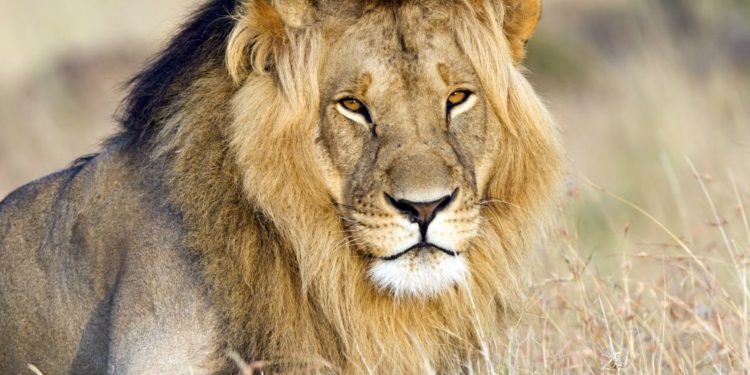 Quel animal est l'emblème de la Russie ?