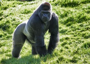 Quel est le poids d'un gorille ?