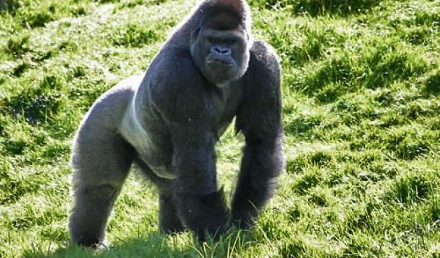 Quel est le poids d'un gorille ?