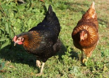 Quel nom donner à une poule rousse ?