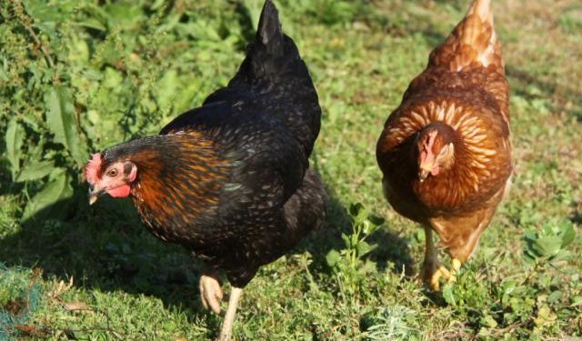 Quel nom donner à une poule rousse ?