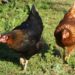 Quel nom donner à une poule rousse ?
