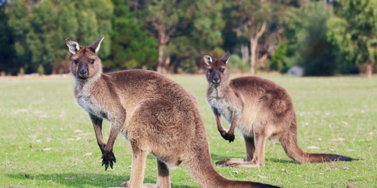 Pourquoi les kangourous vivent en Australie ?