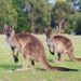 Pourquoi les kangourous vivent en Australie ?