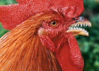 Est-ce que les poules ont des dents Wikipédia ?