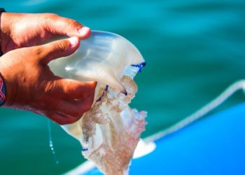 Est-ce que toutes les méduses piquent ?