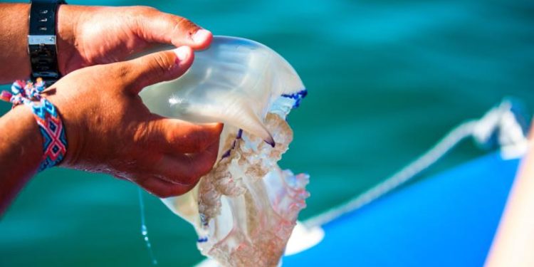 Est-ce que toutes les méduses piquent ?