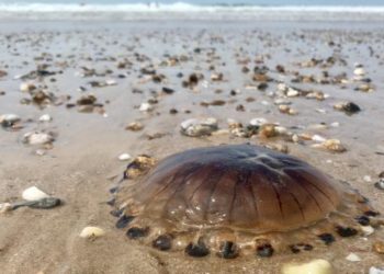 Pourquoi les méduses viennent sur les plages ?