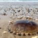 Pourquoi les méduses viennent sur les plages ?