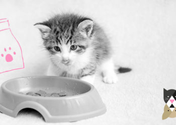 Quels sont les aliments préférés des chats ?